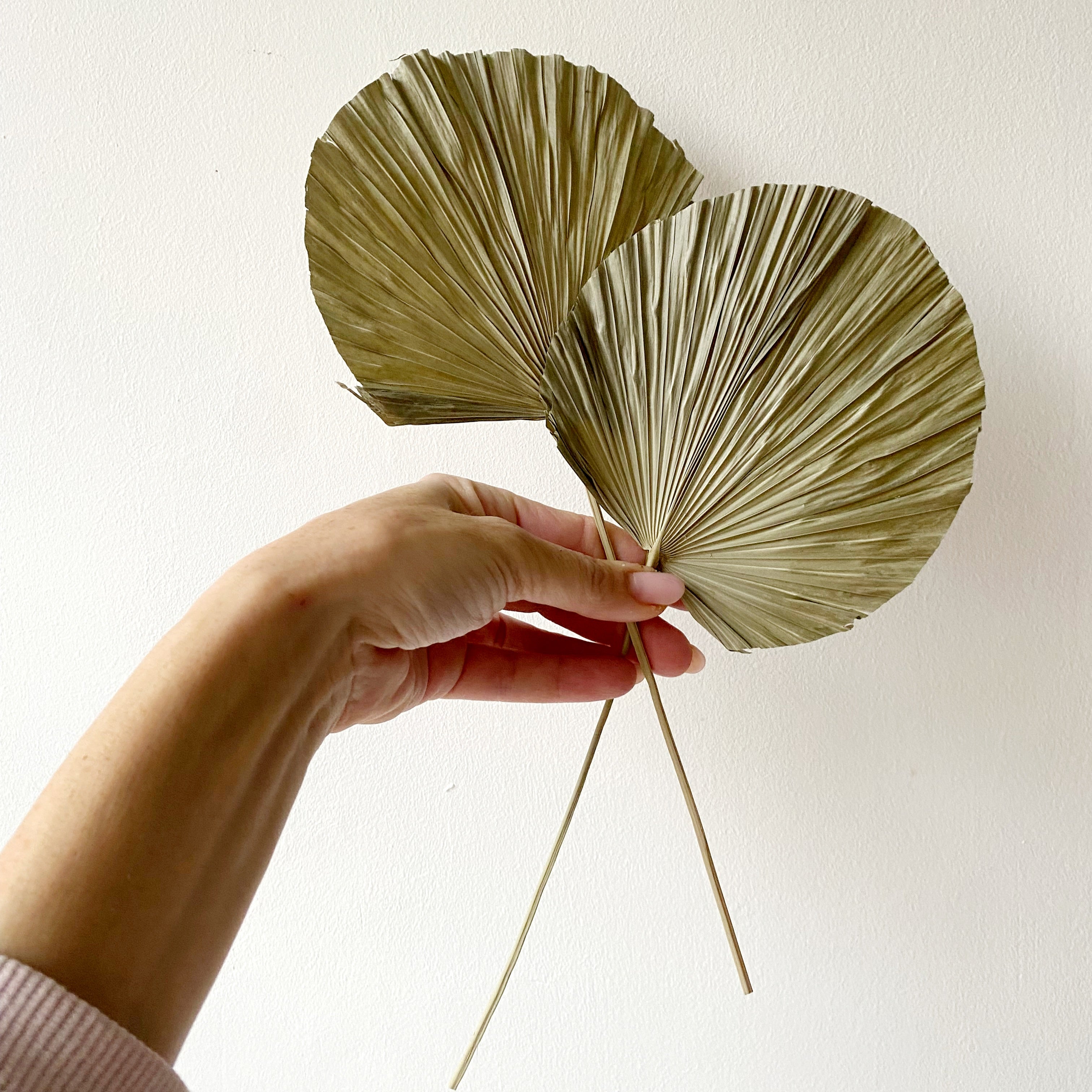 Round-shaped palm leaf-0