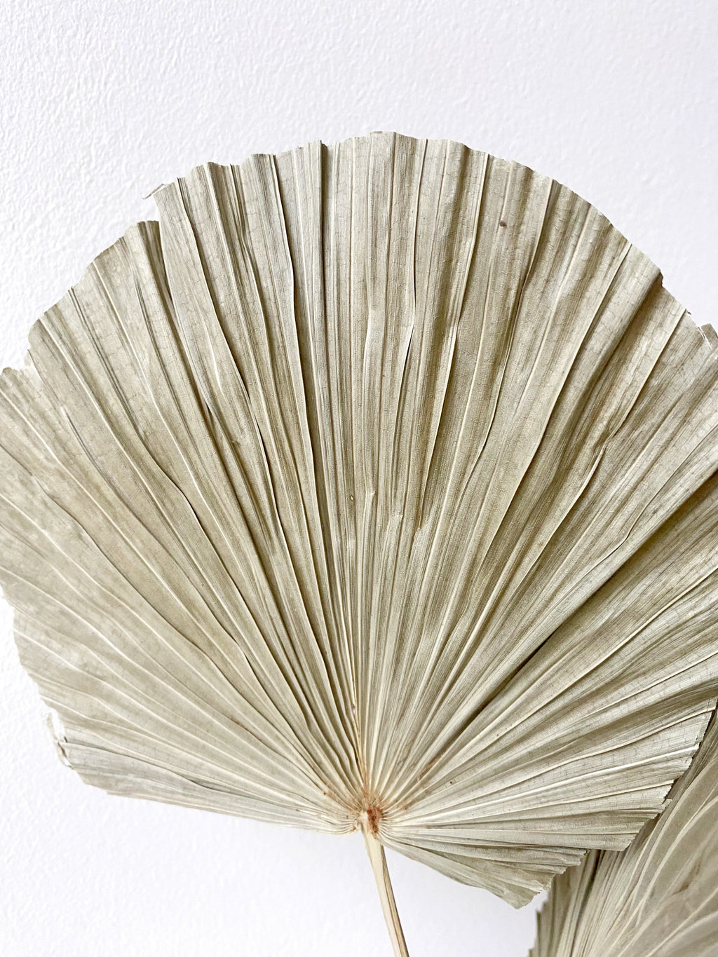 Round-shaped palm leaf-3