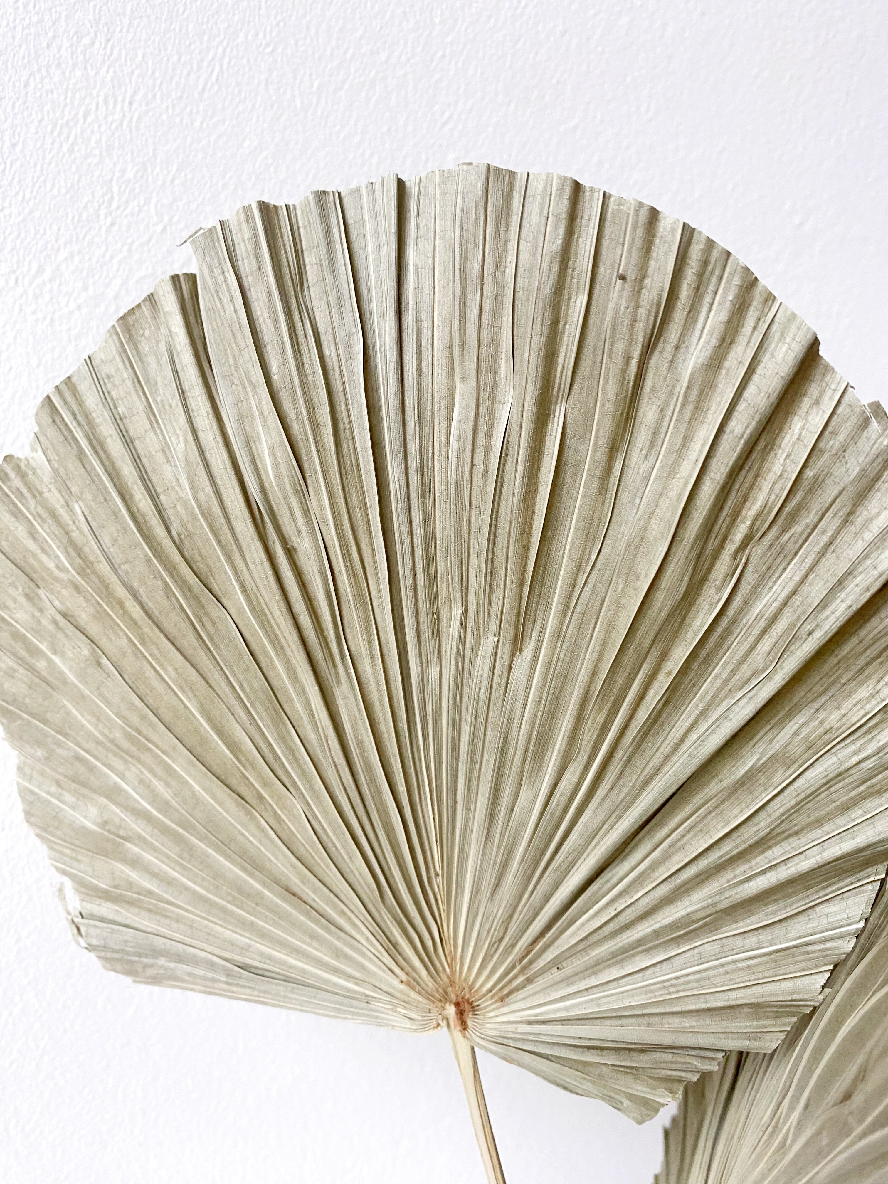 Round-shaped palm leaf-3
